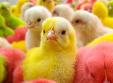 flock of chicken chicks