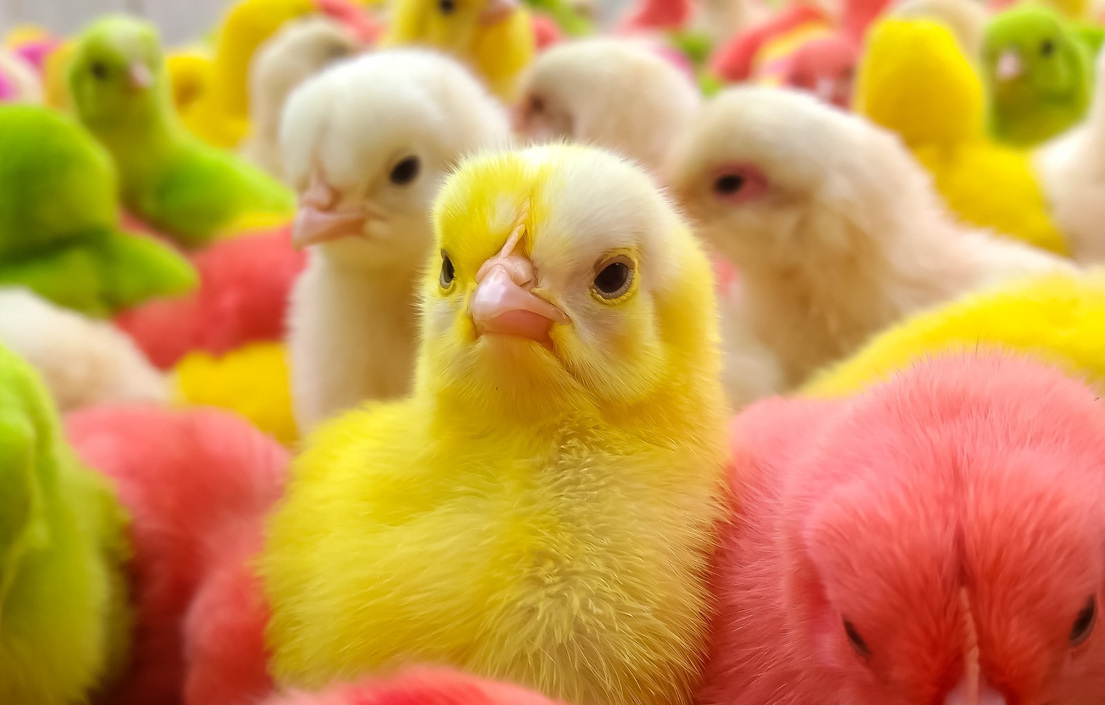 flock of chicken chicks