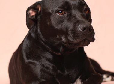 black smooth-coated dog