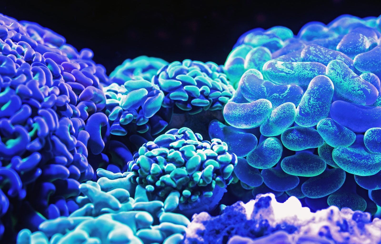 blue corals