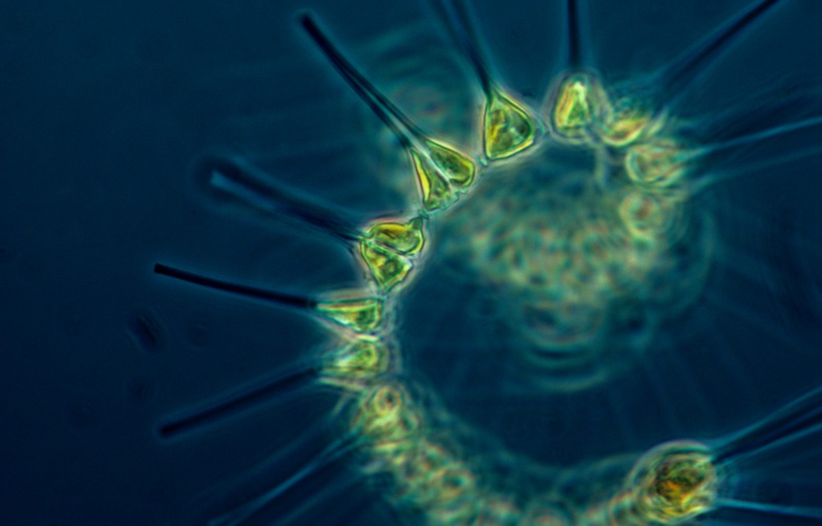 Phytoplankton - the foundation of the oceanic food chain.