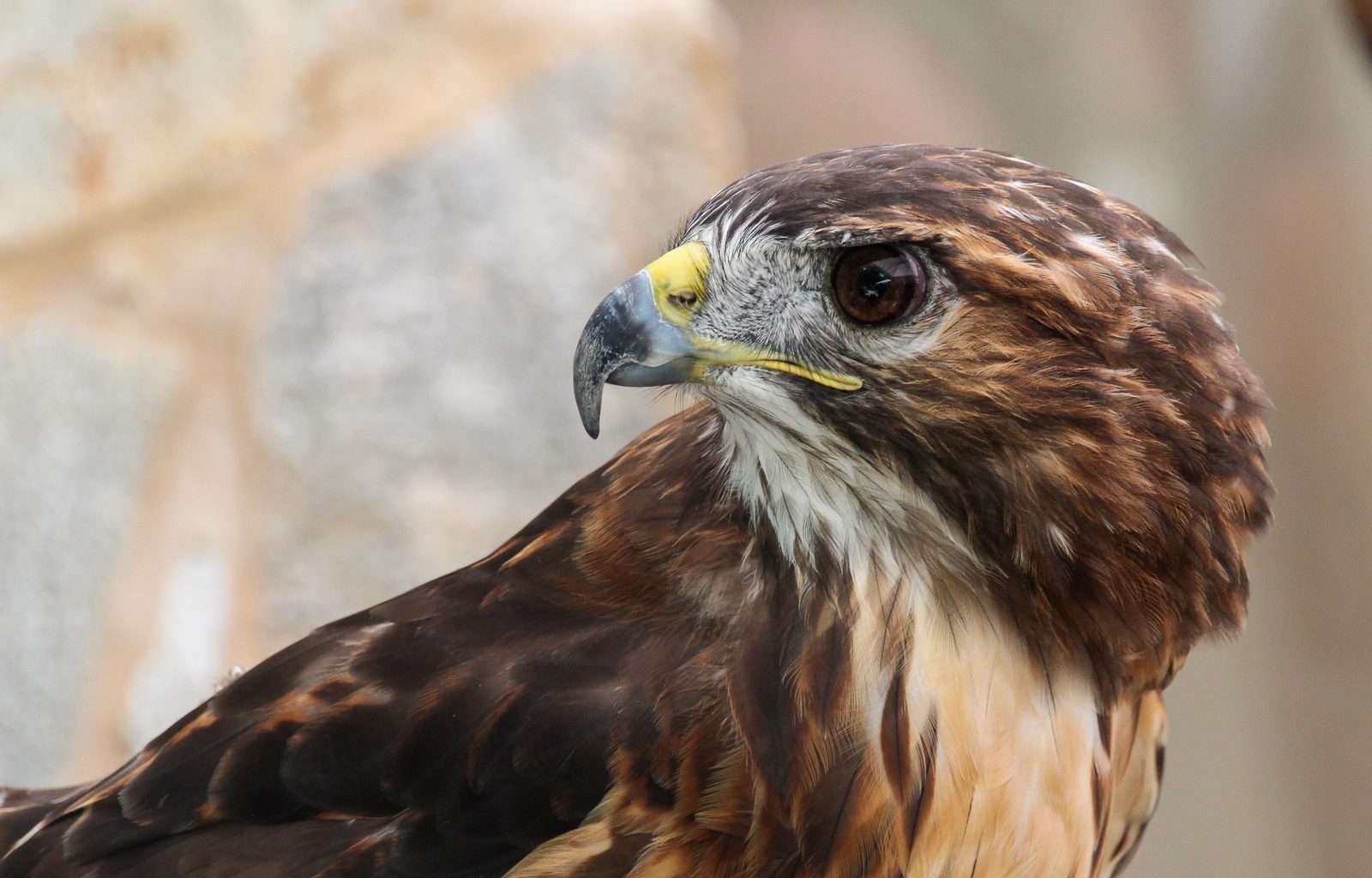 closeup photography of brown eagle