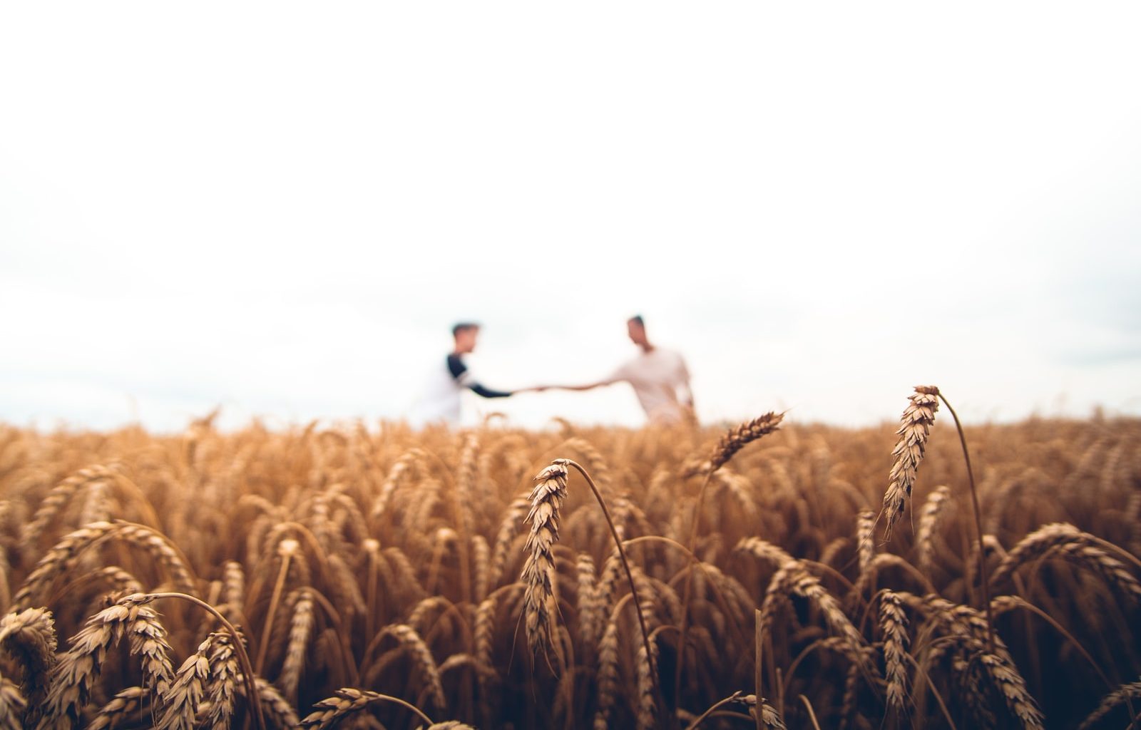 two persons standing on wheat field