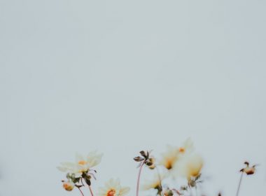 macro photography of white flowers