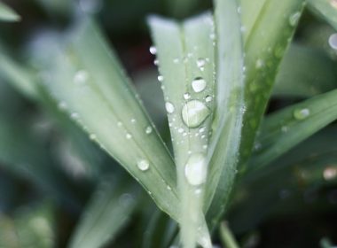 water dew on green-leaf