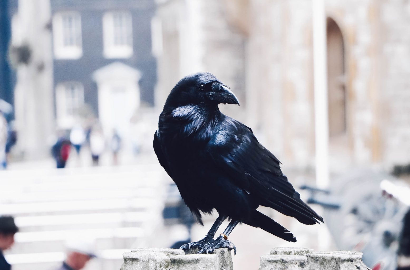 black crow on gray stone photo