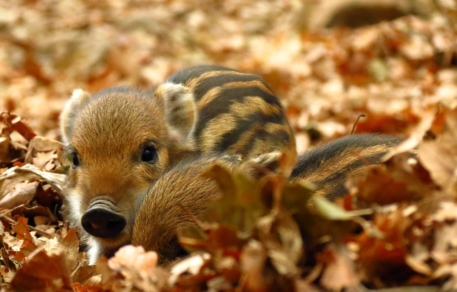 two brown piglets on leaves