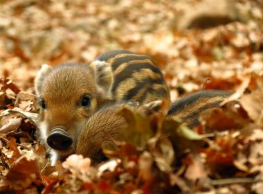 two brown piglets on leaves