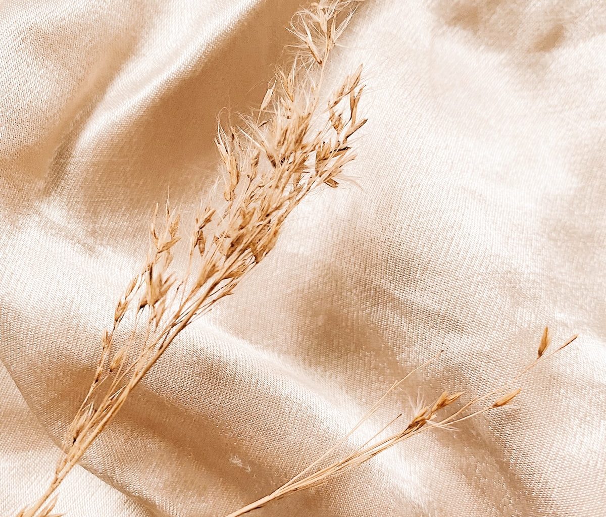 brown dried plant on white textile