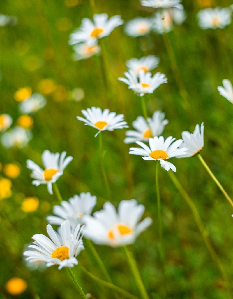 close-up photography of white daisy flowers