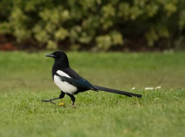 black and white bird on green grass during daytime