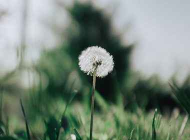 dandelion flower with green grass