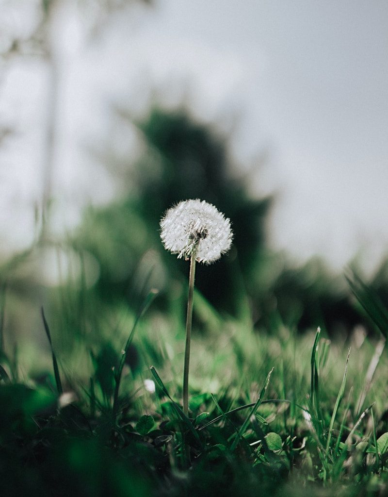 dandelion flower with green grass