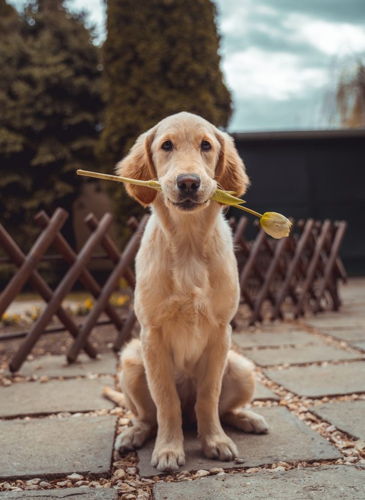 yellow Labrador retriever biting yellow tulip flower