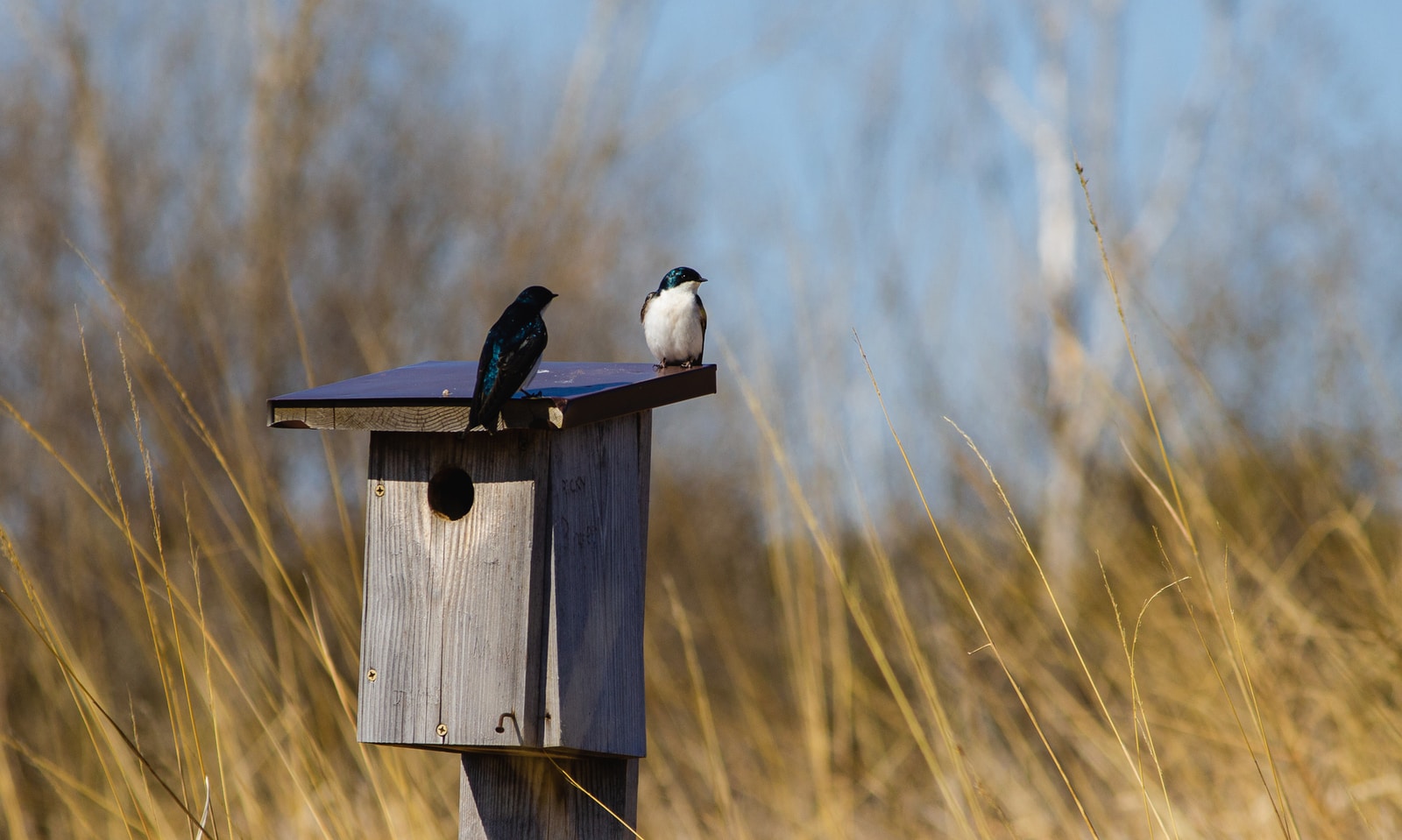 blue and white bird on brown wooden bird house