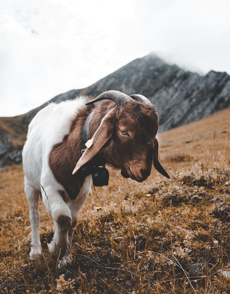 shallow focus photography of goat in hill