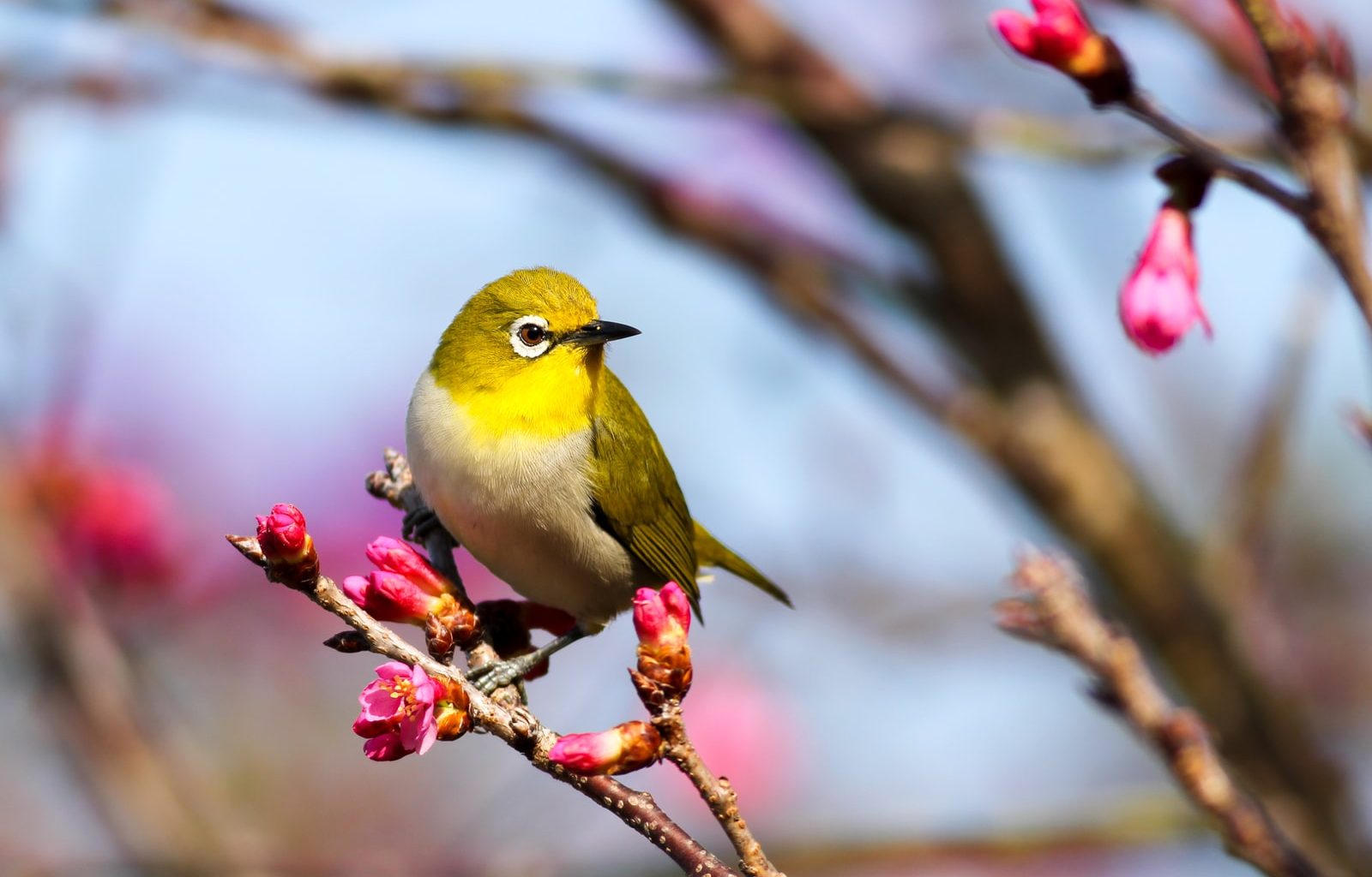 yellow bird on Sakura tree