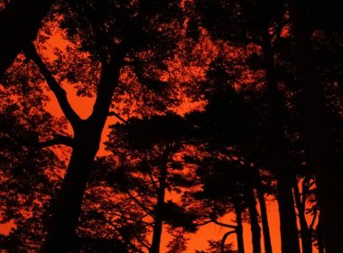 silhouette of trees during sunset