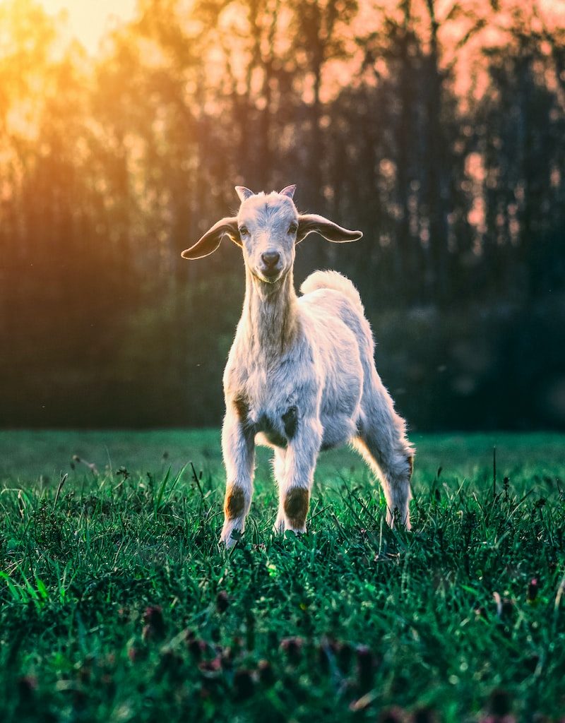 white goat on green grass field during daytime