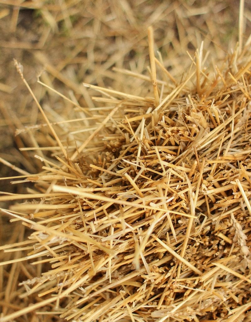 brown dried grass in close up photography