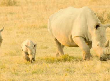 photo of Rhinoceros running on grass