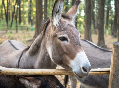 donkey near brown wooden fence during daytime