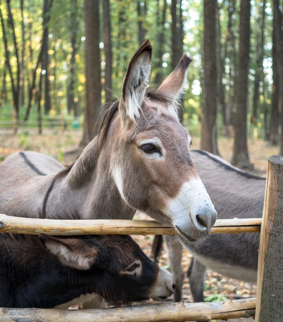 donkey near brown wooden fence during daytime