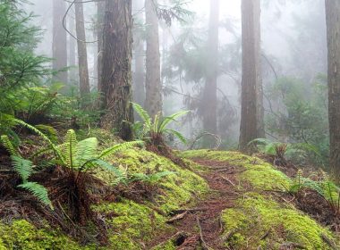 landscape photography of forest with fogs