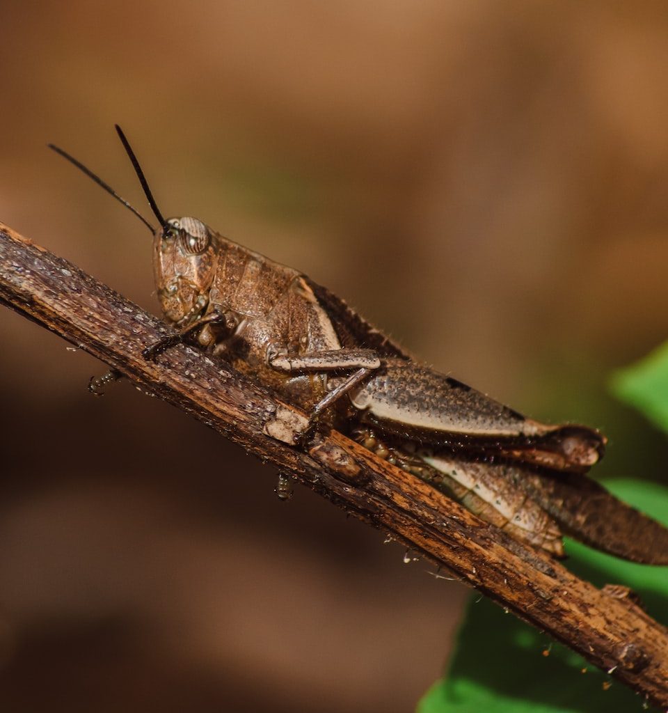 brown grasshopper on brown wooden stick in tilt shift lens