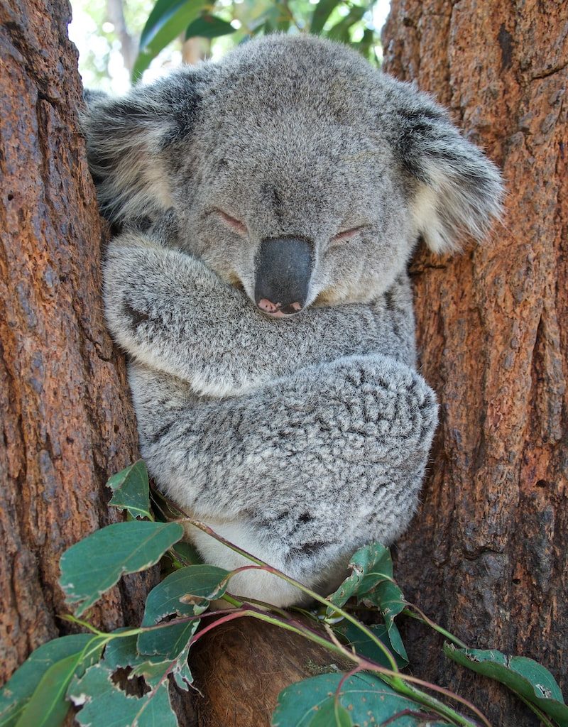 koala bear on brown tree