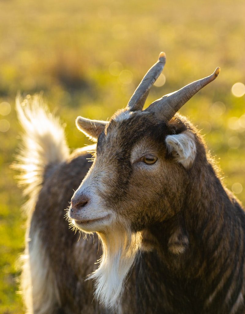 selective focus photography of brown goat during daytime