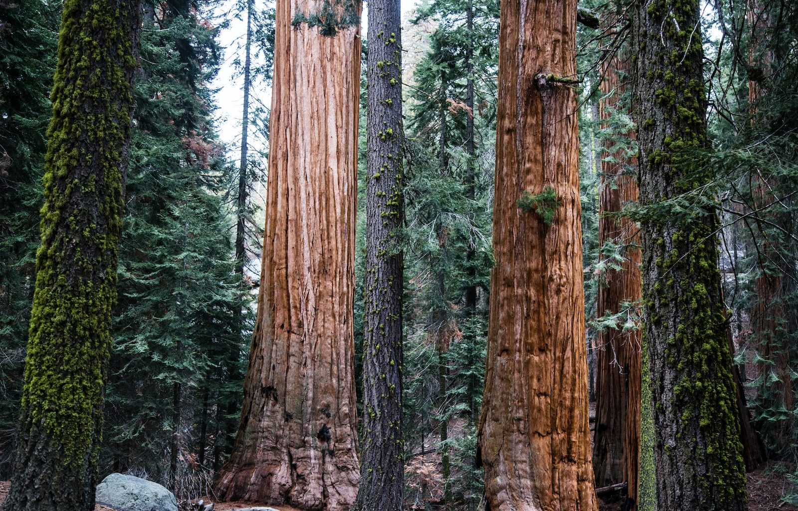 tree trunks during daytime