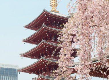 brown and gold pagoda near cherry blossom