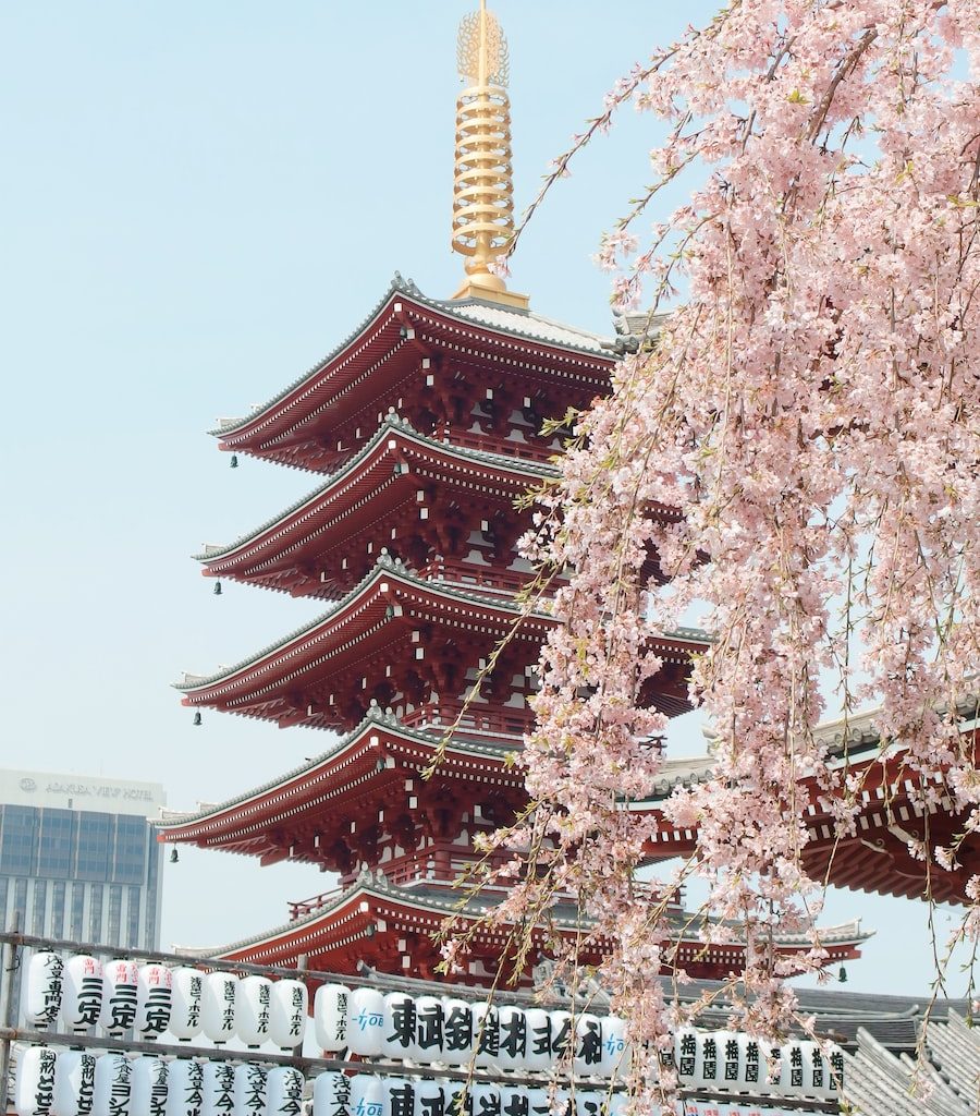 brown and gold pagoda near cherry blossom