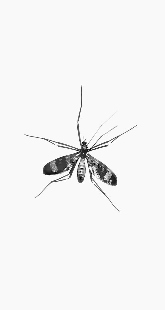black and white moth on white surface