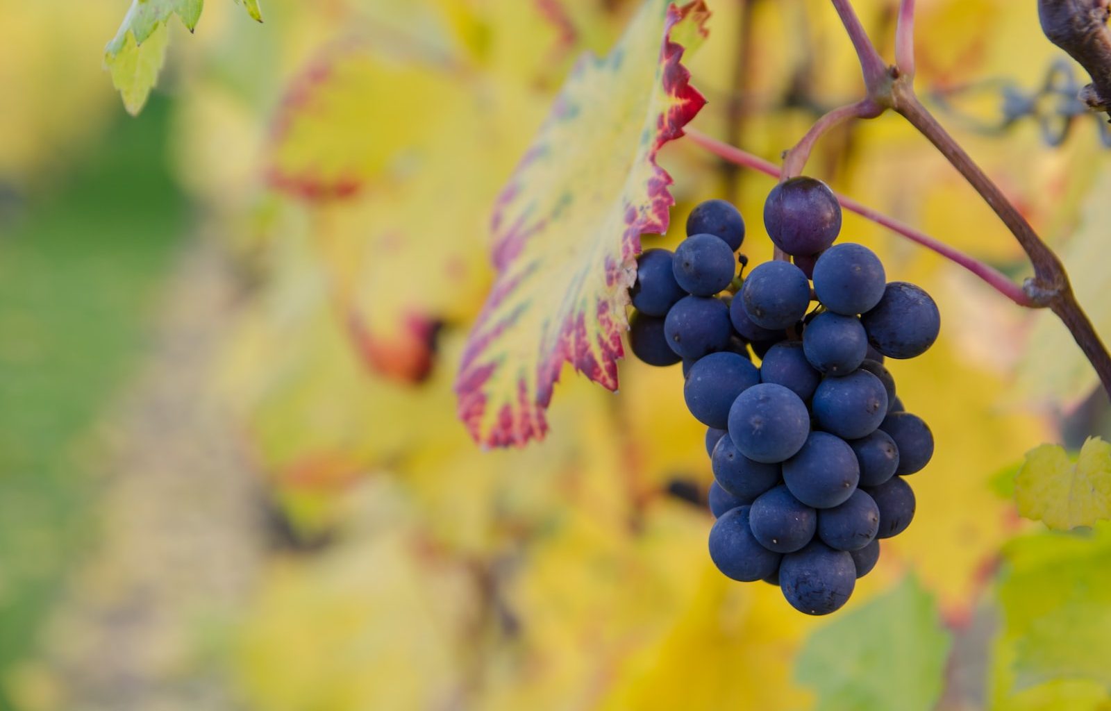 selective focus photography of purple grapes at daytime