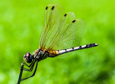 shallow focus photography of dragonfly