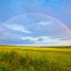 green grass field under white clouds and rainbow