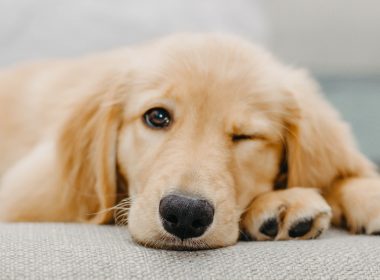 golden retriever puppy lying on white textile