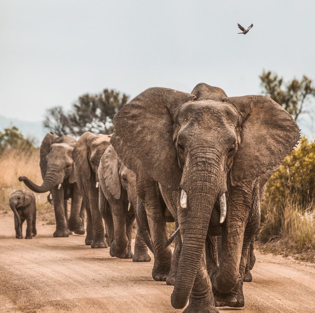 elephants on road