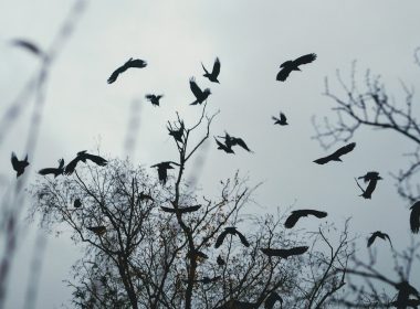 birds flying above bare tree during day