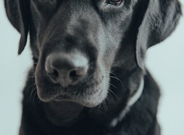 black labrador retriever in close up photography