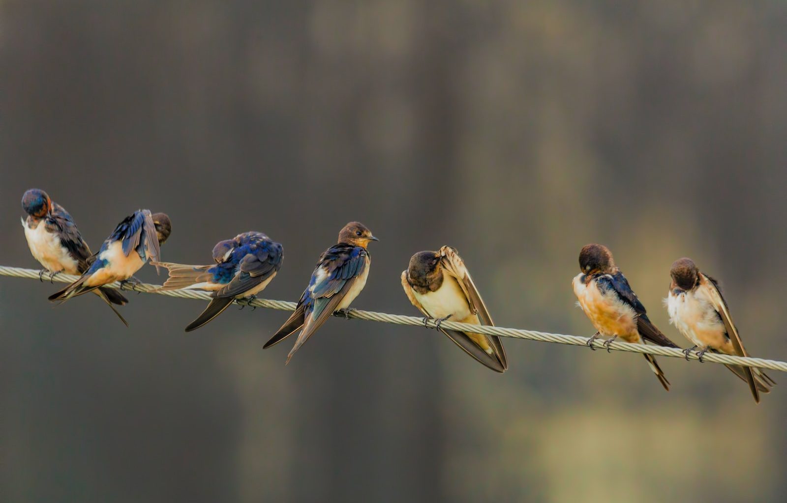 shallow focus photography of seven birds standing on gray cable