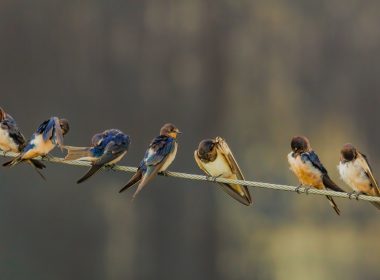 shallow focus photography of seven birds standing on gray cable